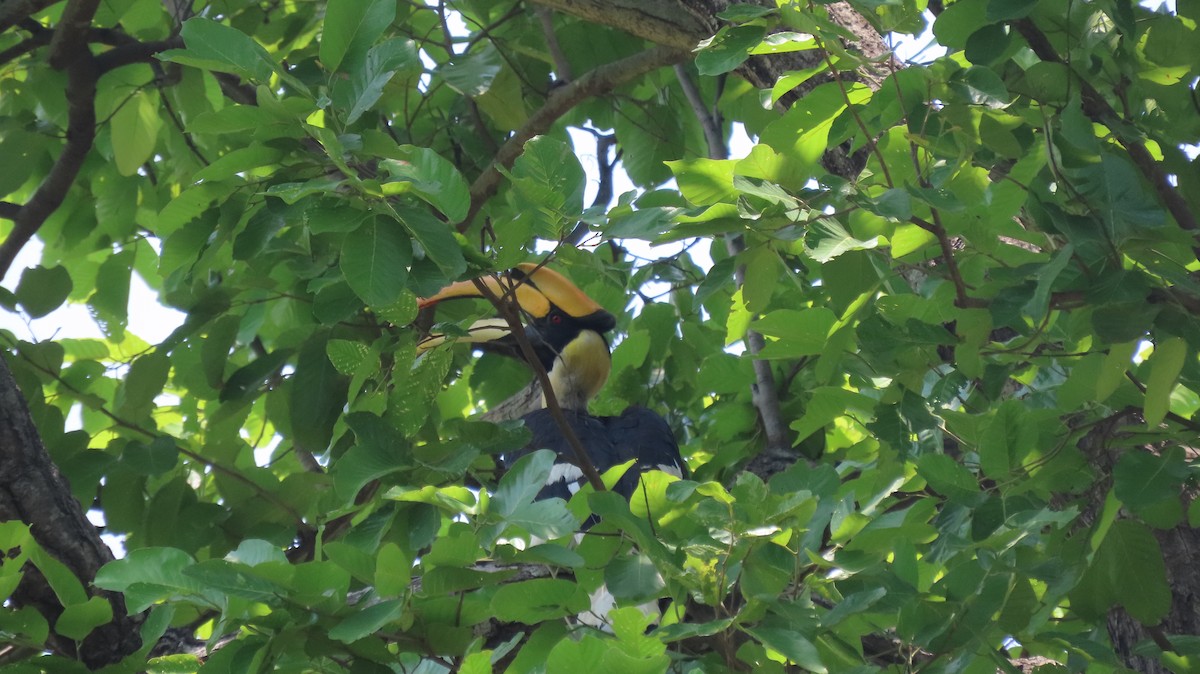 Great Hornbill - ML637492378