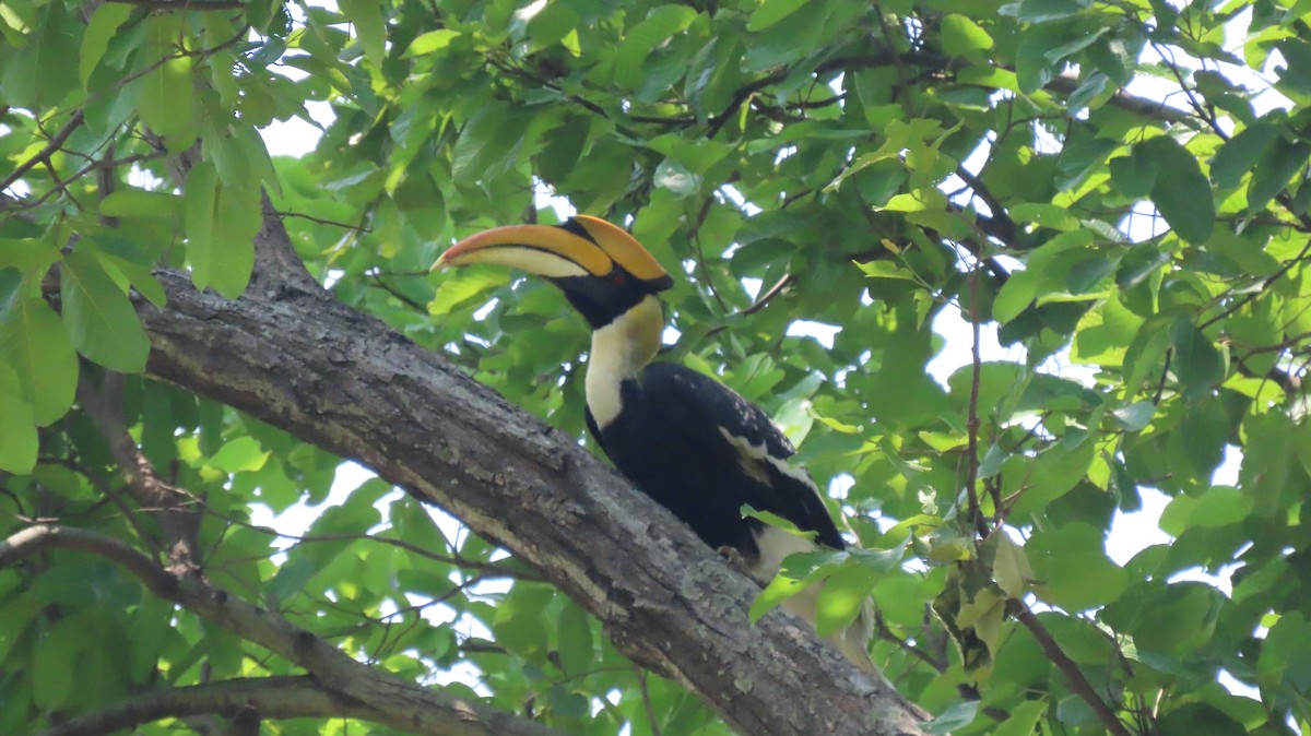 Great Hornbill - ML637492381