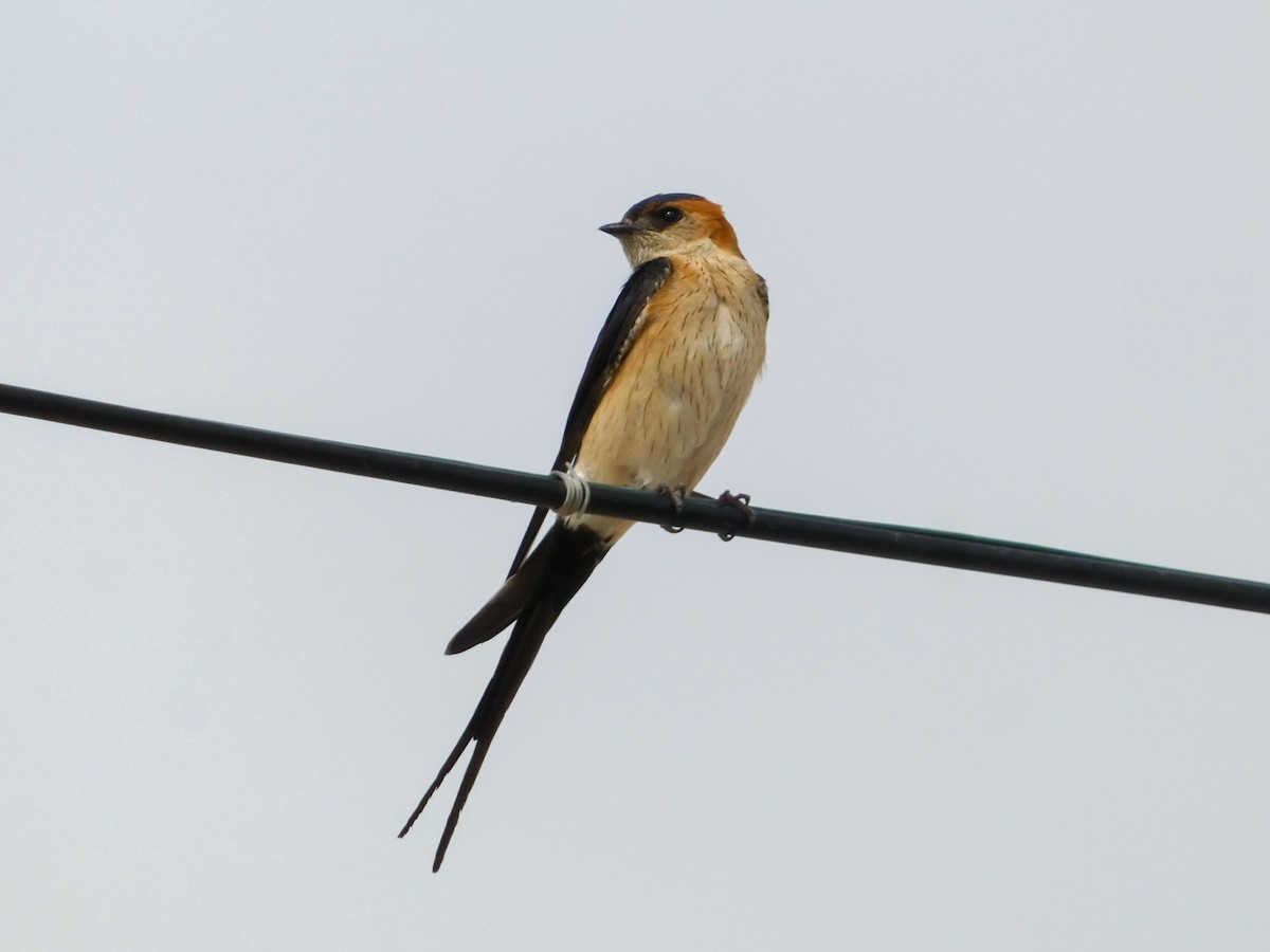 European Red-rumped Swallow - ML637492421
