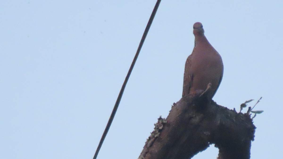Spotted Dove - ML637492478