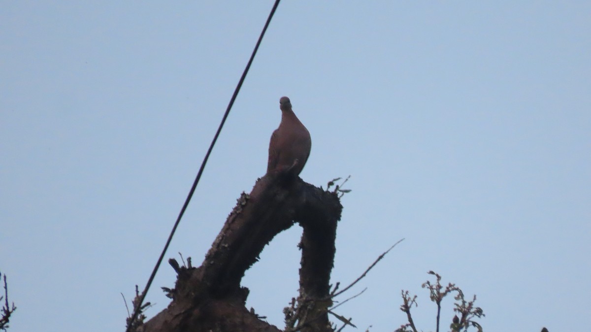 Spotted Dove - ML637492479