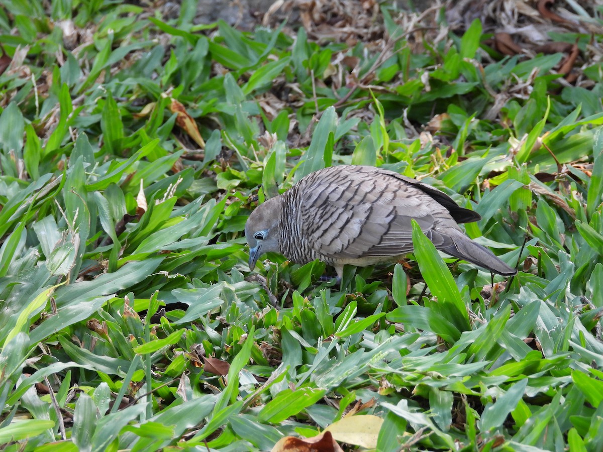 Zebra Dove - ML637492492