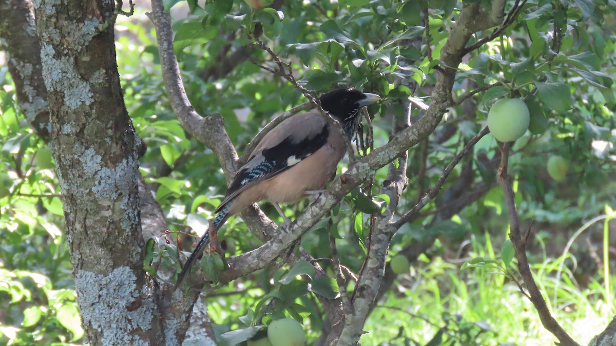 Black-headed Jay - ML637492547