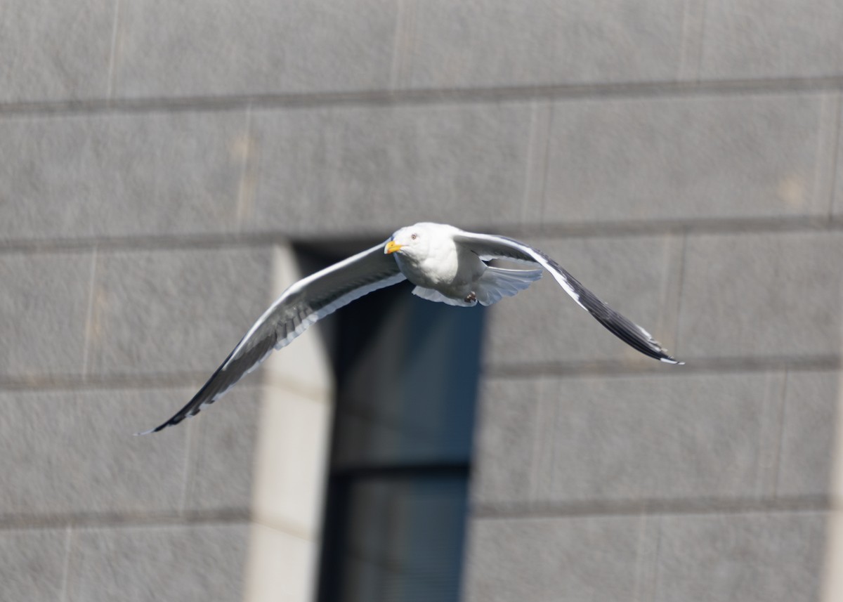 Vega Gull - ML637492561