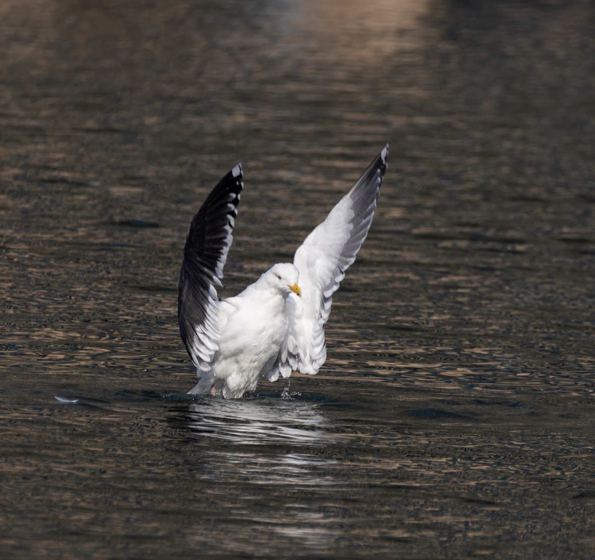 Vega Gull - ML637492562
