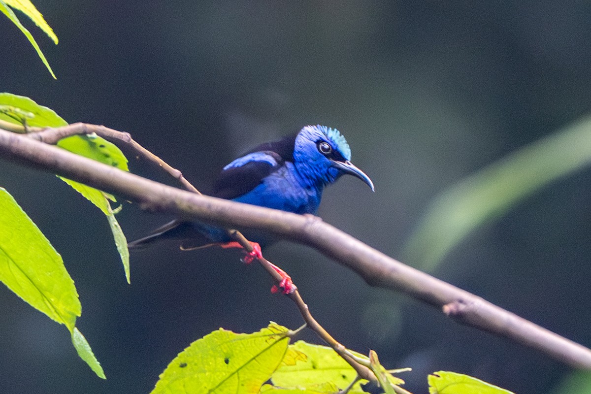 Red-legged Honeycreeper - ML637492564