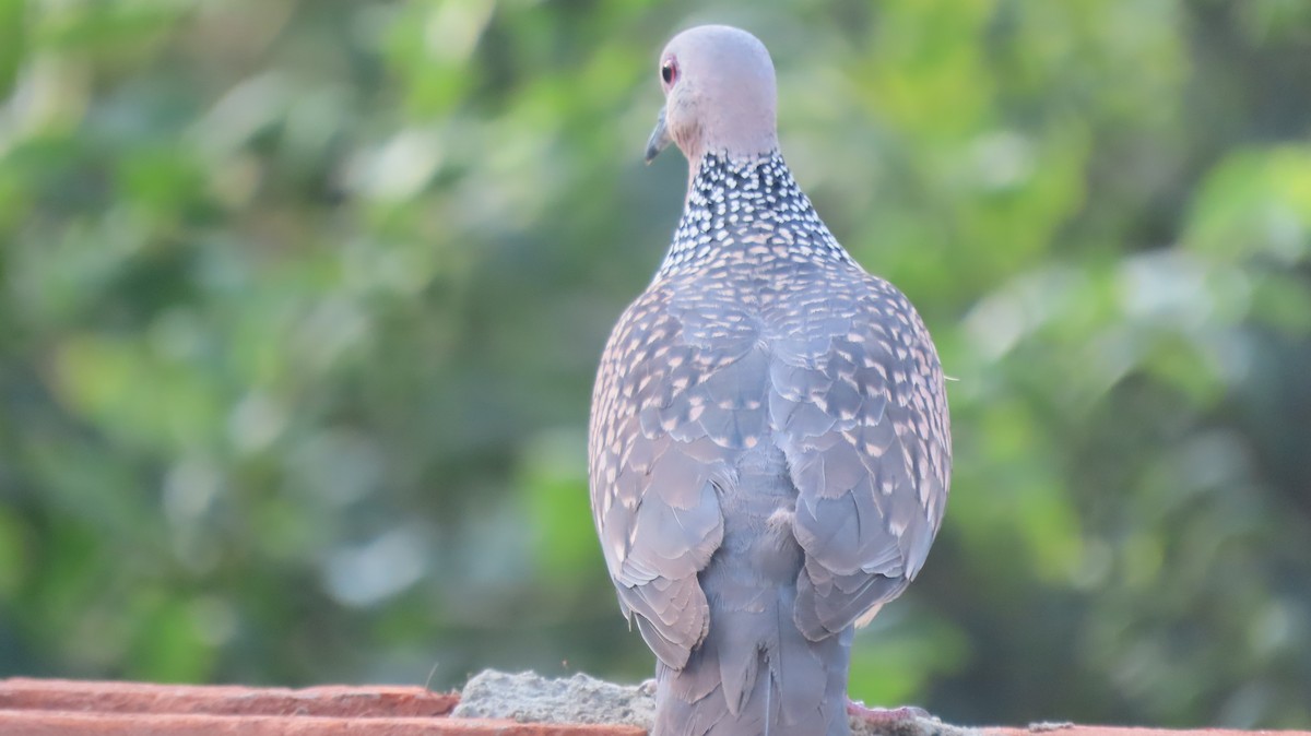 Spotted Dove - ML637492578