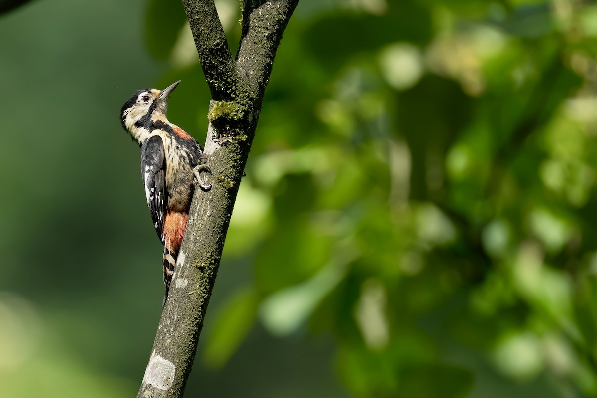 Necklaced Woodpecker - ML637492608
