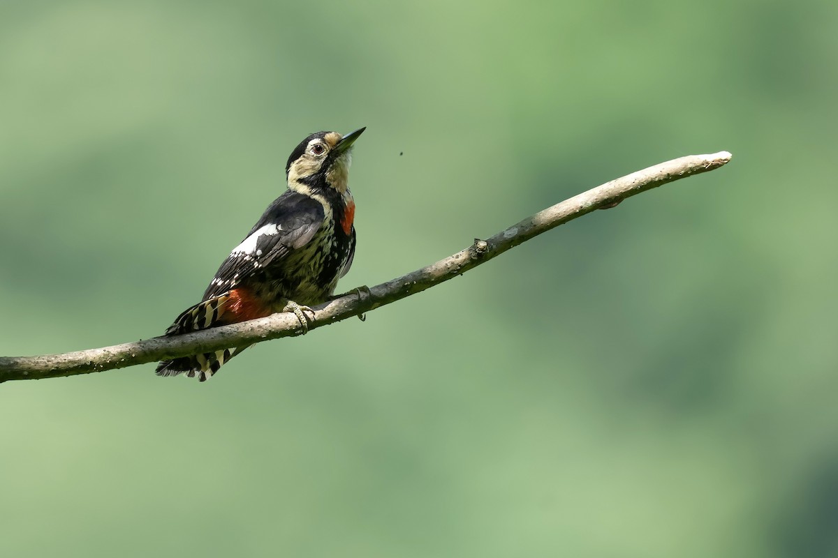 Necklaced Woodpecker - ML637492609