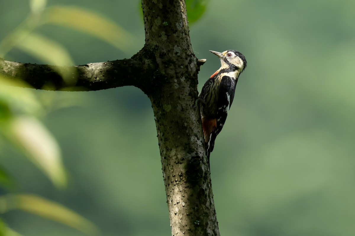 Necklaced Woodpecker - ML637492610
