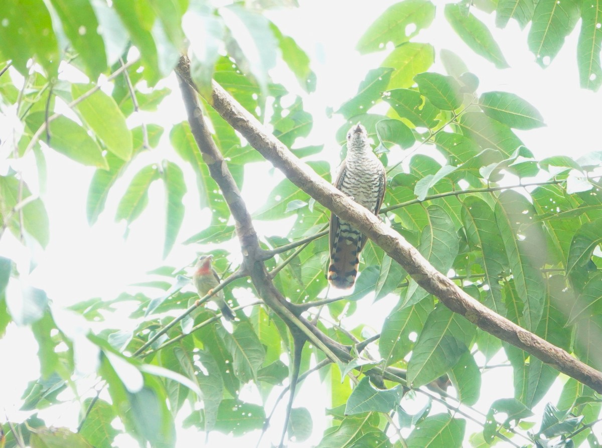 Violet Cuckoo - ML637492688