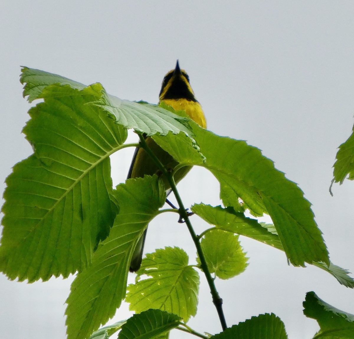 雑種 キンバネアメリカムシクイ ｘ アオバネアメリカムシクイ（F2戻し交配） - ML637492698