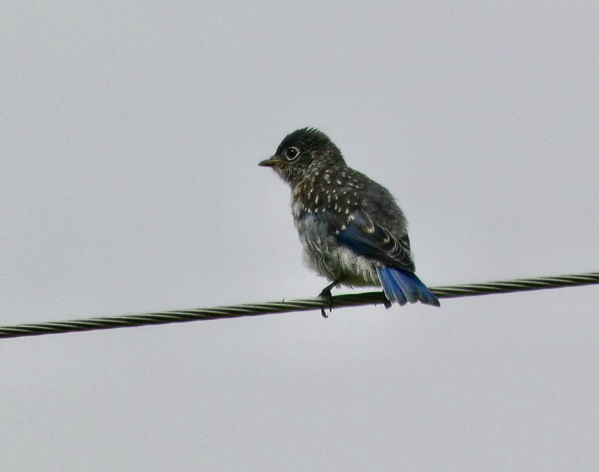 ルリツグミ - ML637492700