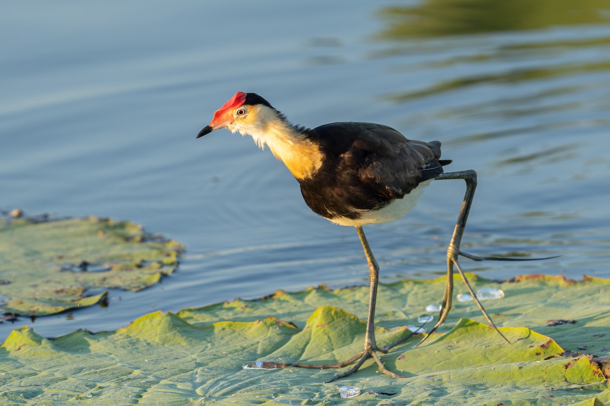 Comb-crested Jacana - ML637492716