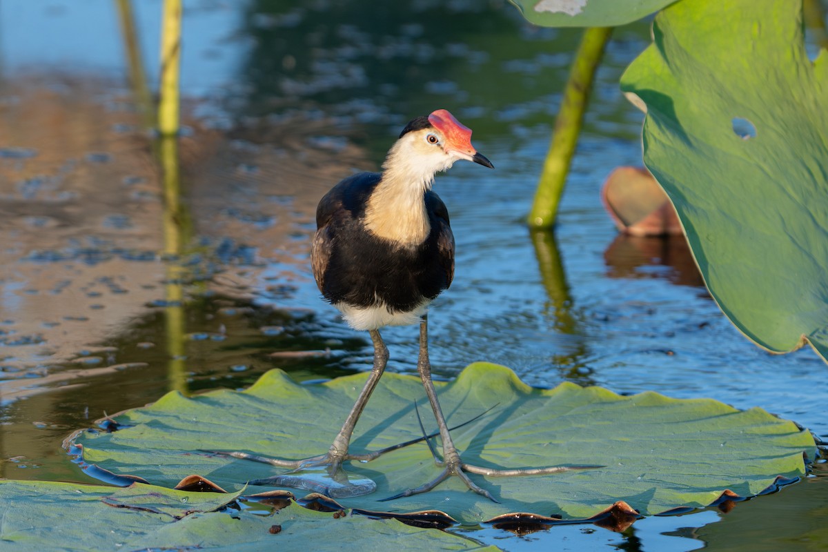 Comb-crested Jacana - ML637492717