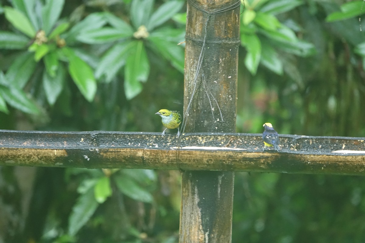 Silver-throated Tanager - ML637492779