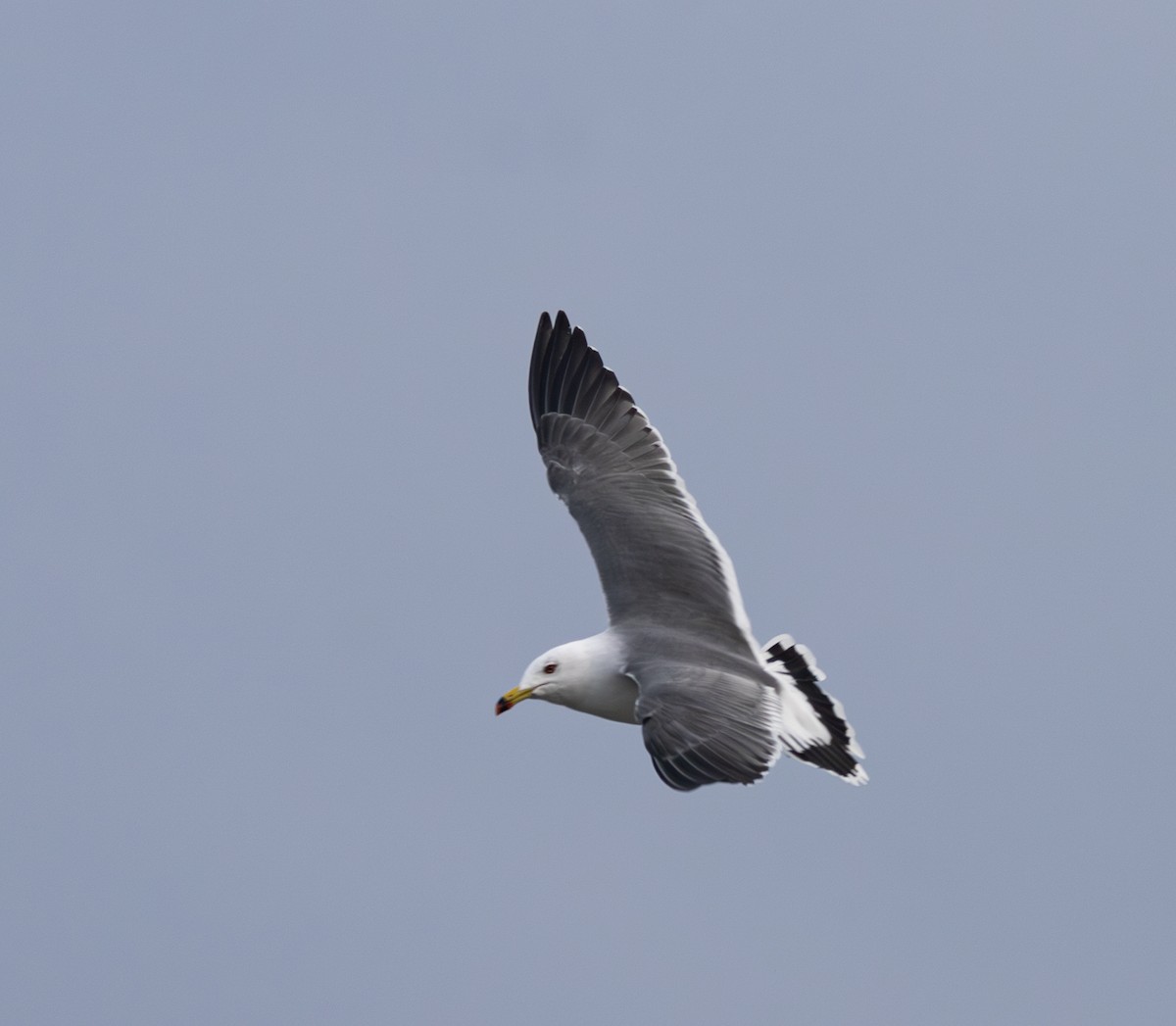 Black-tailed Gull - ML637492806