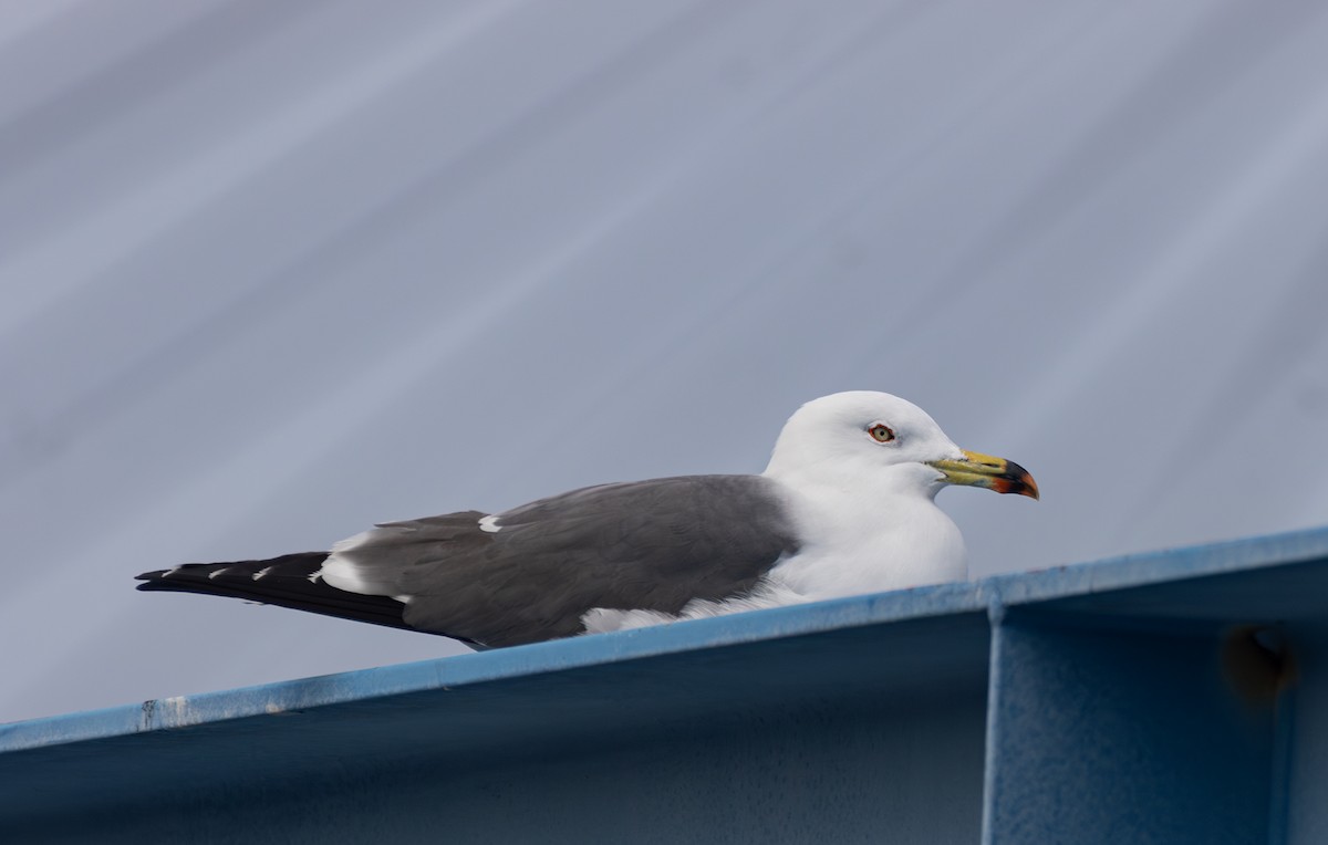 Black-tailed Gull - ML637492826