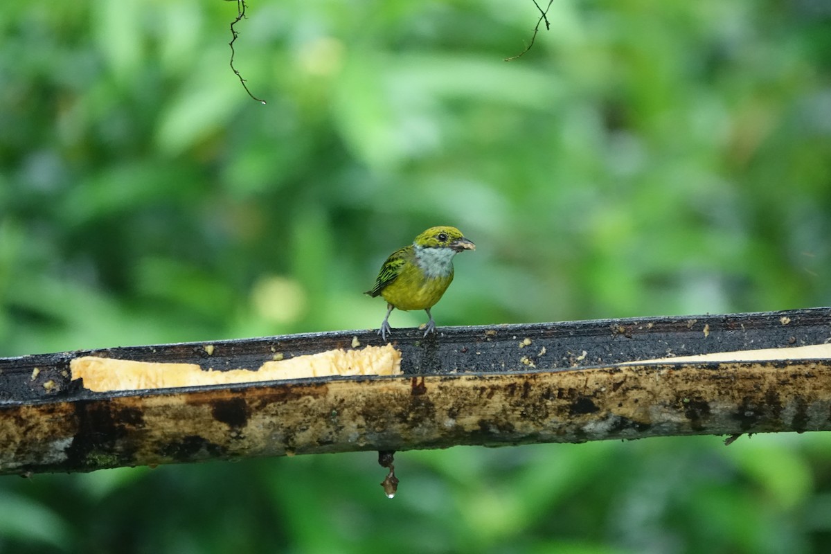 Silver-throated Tanager - ML637492834