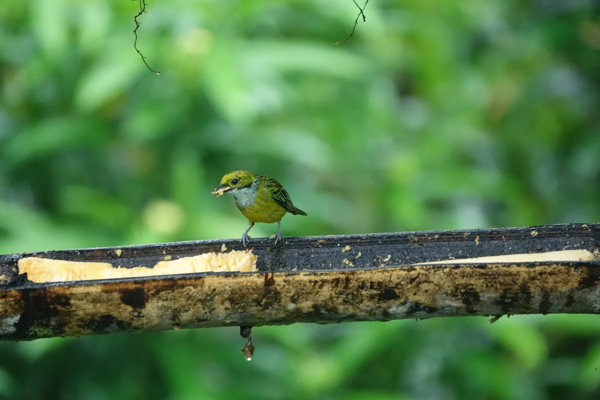Silver-throated Tanager - ML637492839