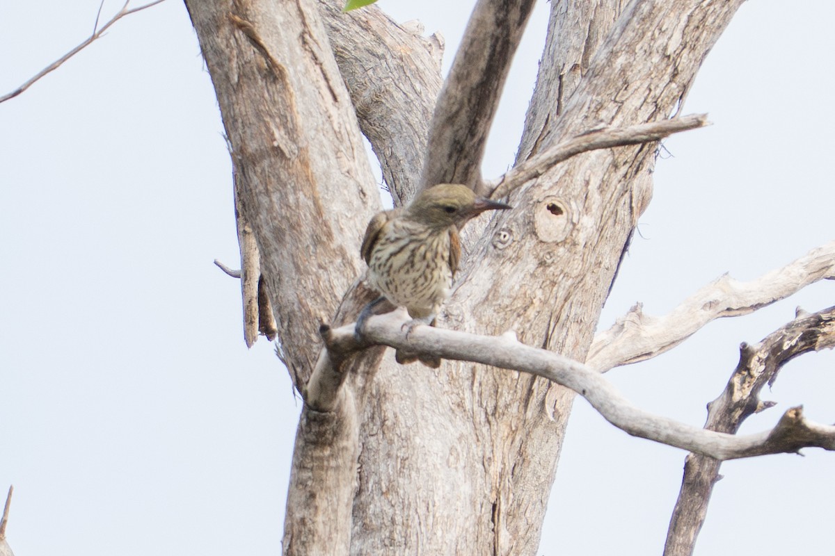 Olive-backed Oriole - ML637492840