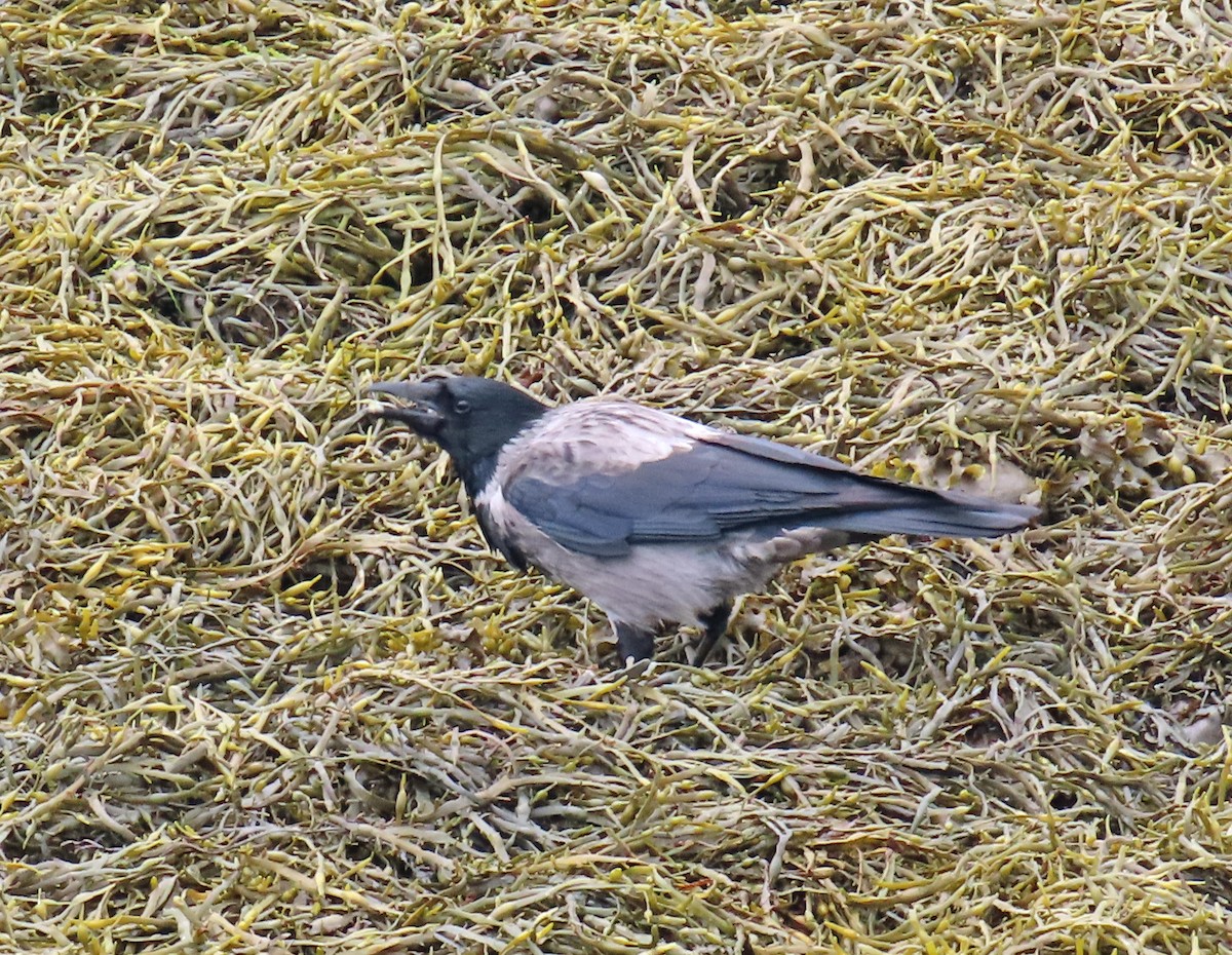 vrána šedá - ML637492841