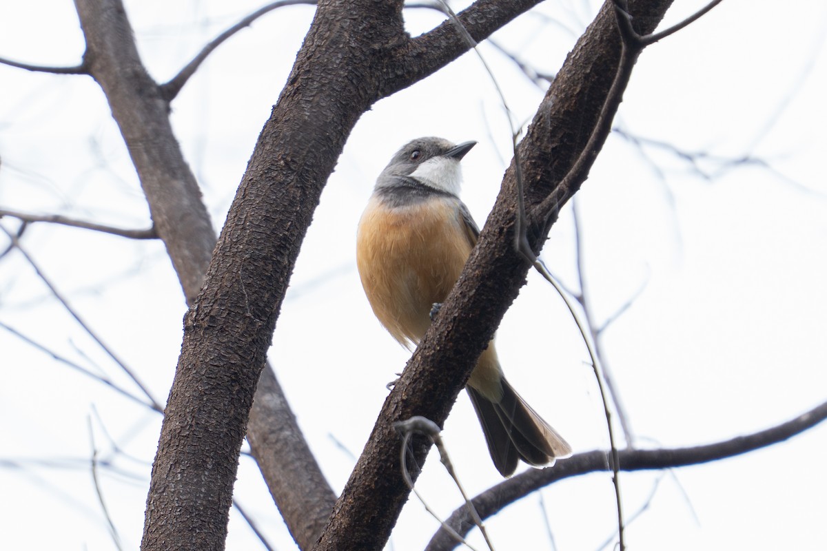 Rufous Whistler - ML637492842
