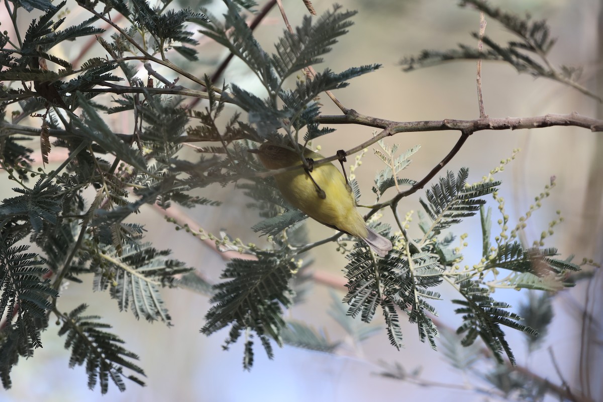 Yellow Thornbill - ML637492849