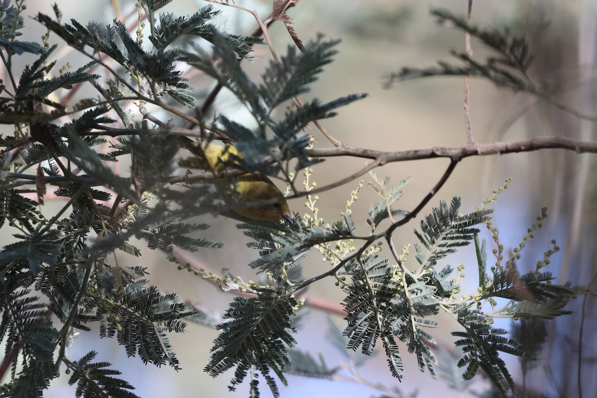 Yellow Thornbill - ML637492850