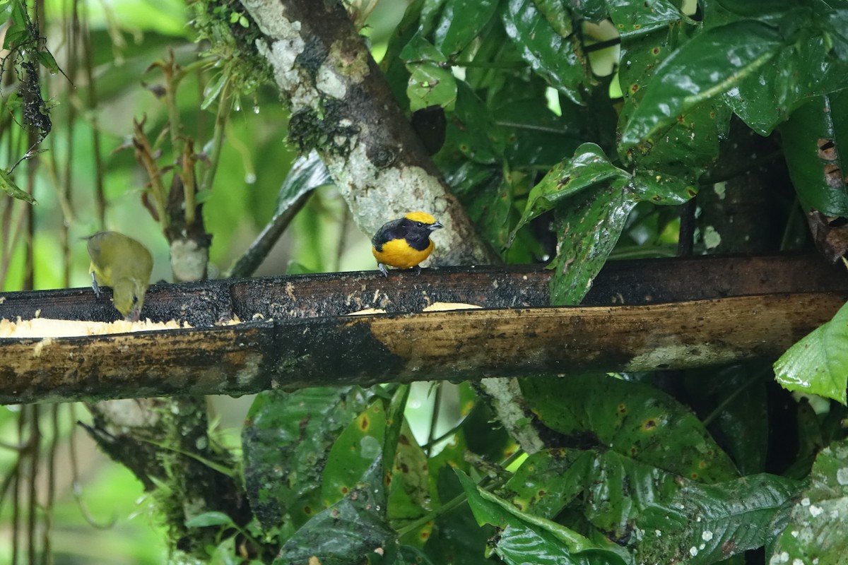 Orange-crowned Euphonia - ML637492884