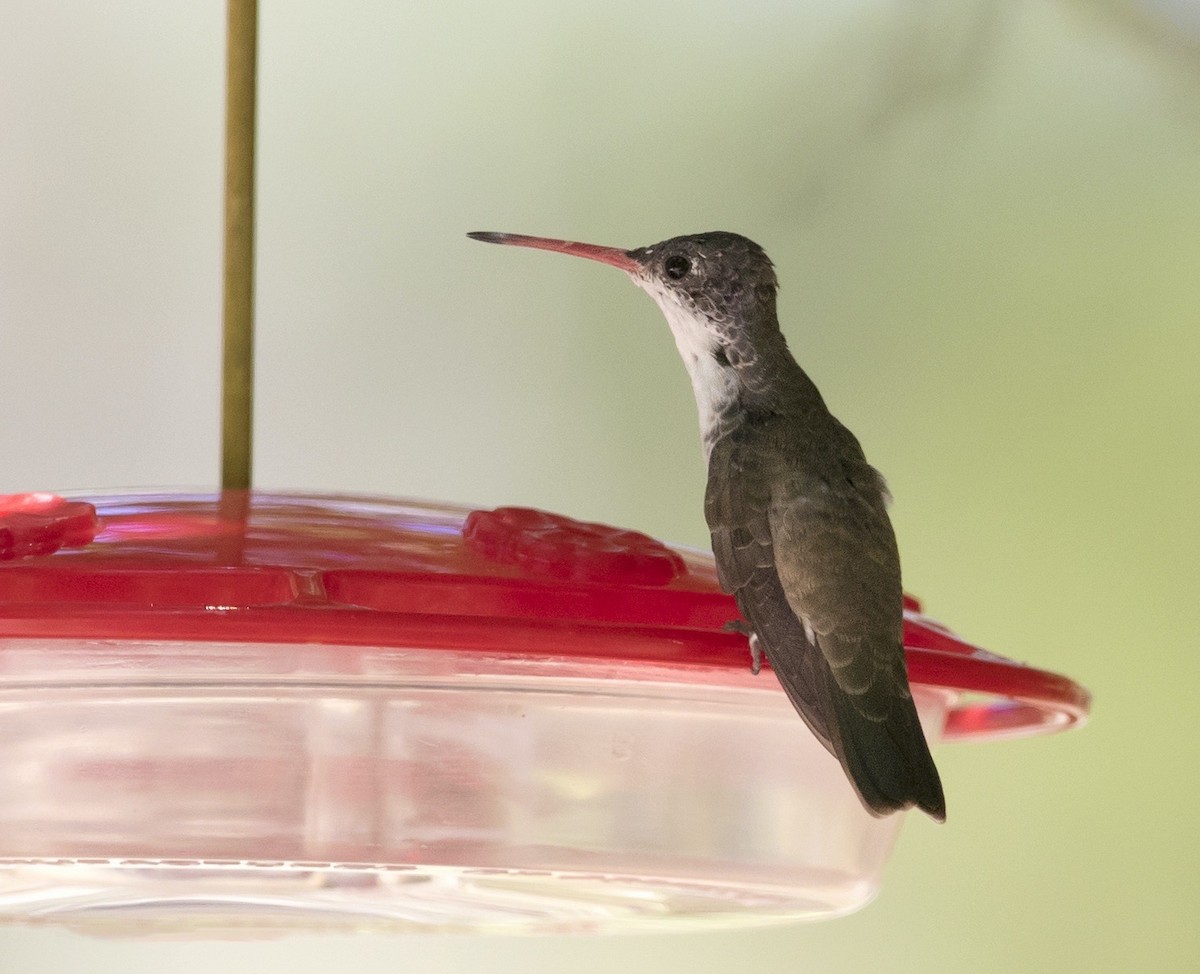 Violet-crowned Hummingbird - ML637492885