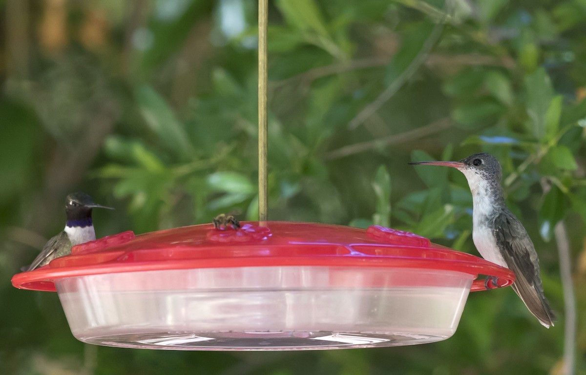 Violet-crowned Hummingbird - ML637492886