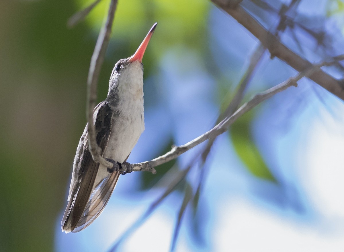 Violet-crowned Hummingbird - ML637492887