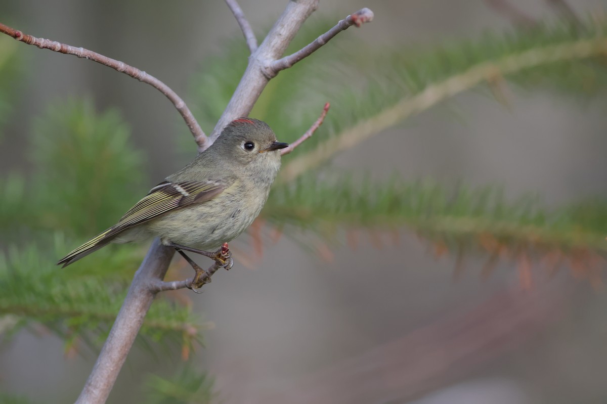 Ruby-crowned Kinglet - ML637492931