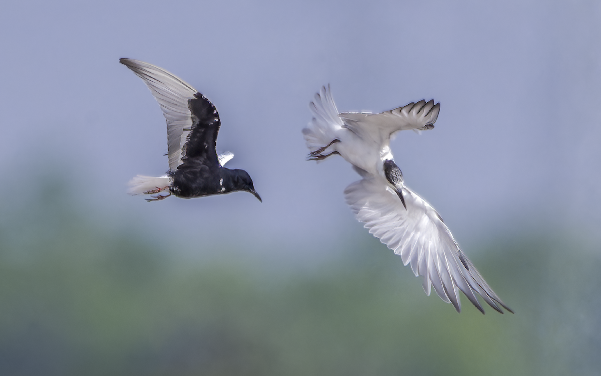 White-winged Tern - ML637492953