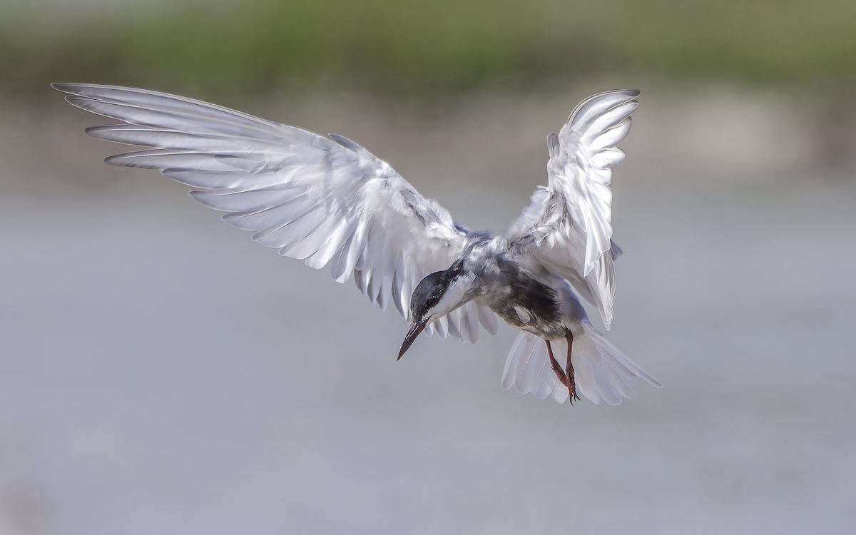 rybák bahenní - ML637492956