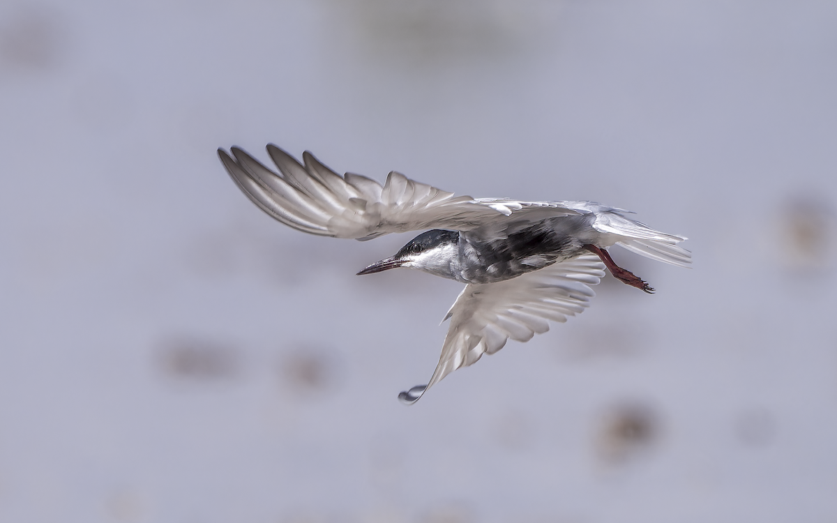 rybák bahenní - ML637492957