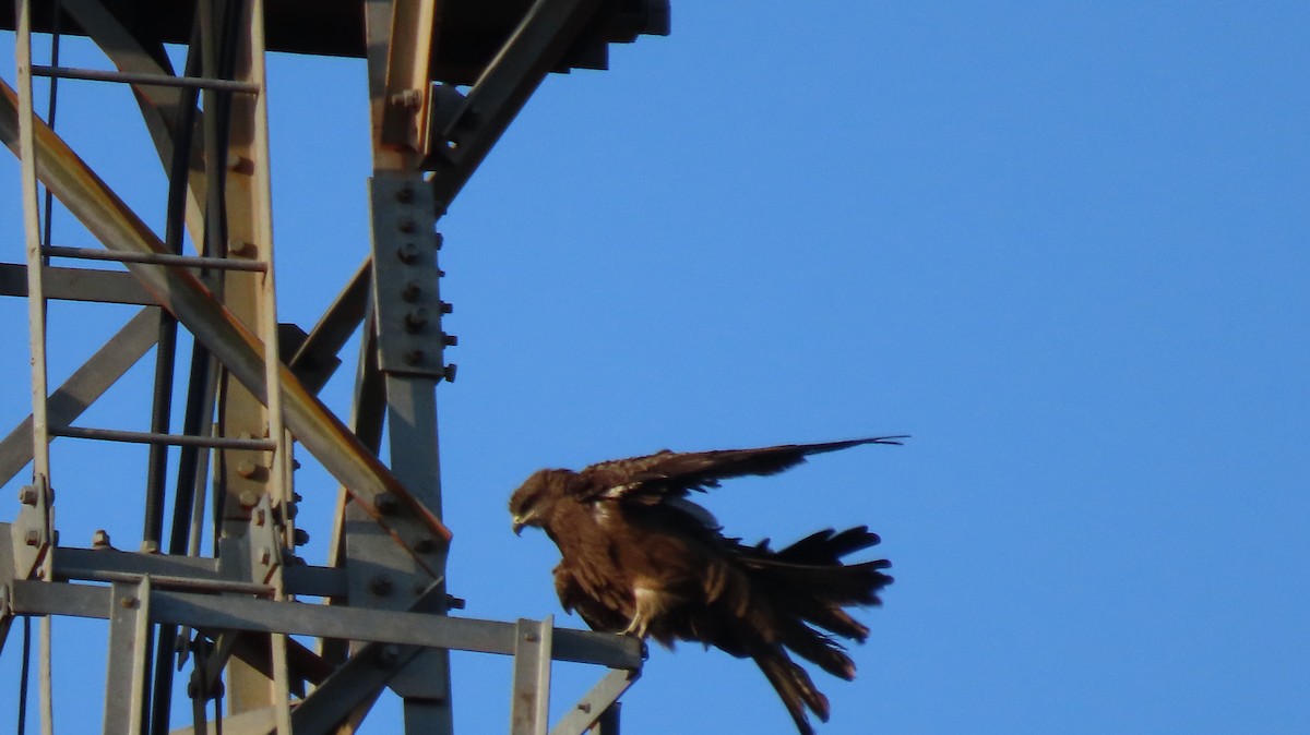 Black Kite - ML637492986