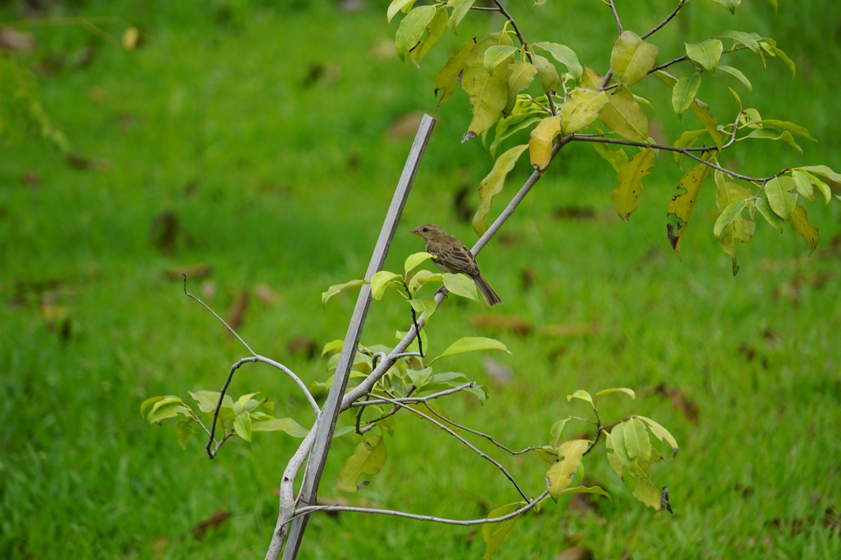 Plain-backed Sparrow - ML637493034