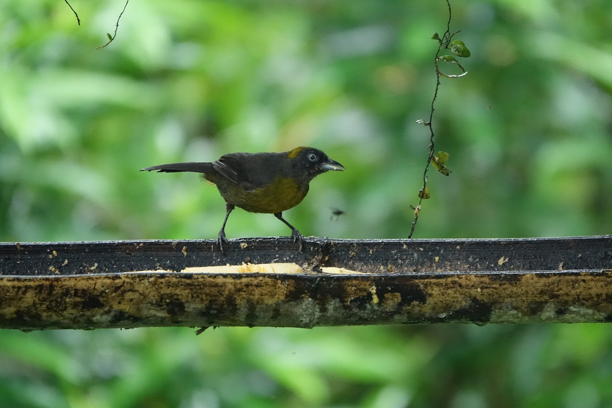 Dusky-faced Tanager - ML637493035