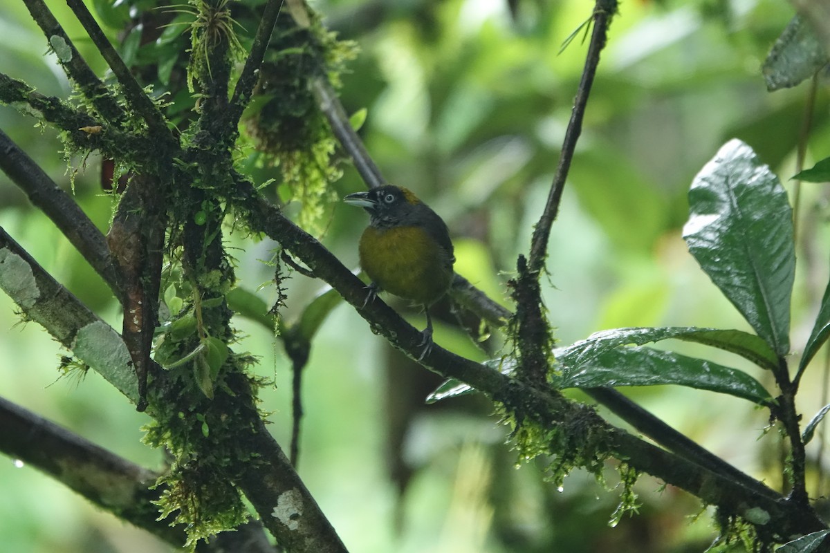 Dusky-faced Tanager - ML637493036