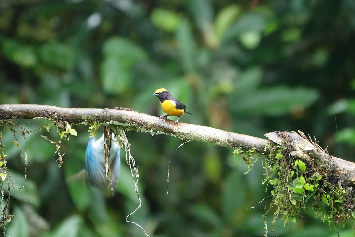 Orange-crowned Euphonia - ML637493075