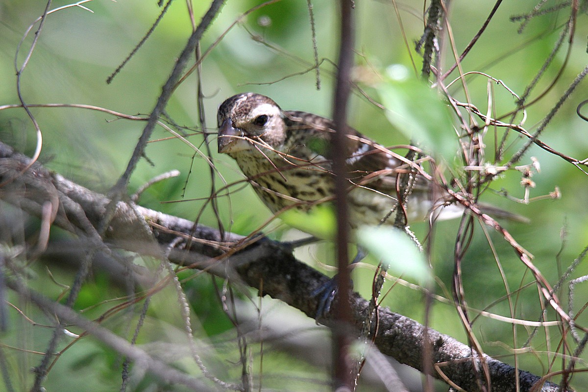 Rose-breasted Grosbeak - ML637493089