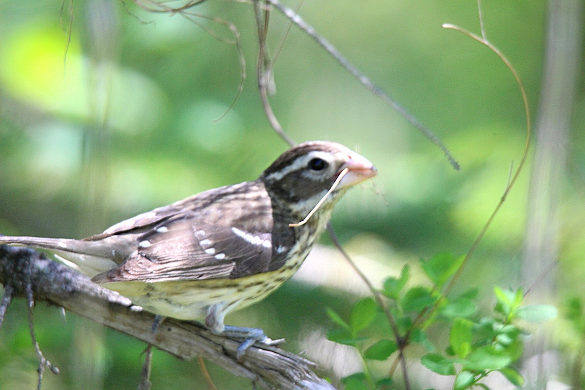 Rose-breasted Grosbeak - ML637493090
