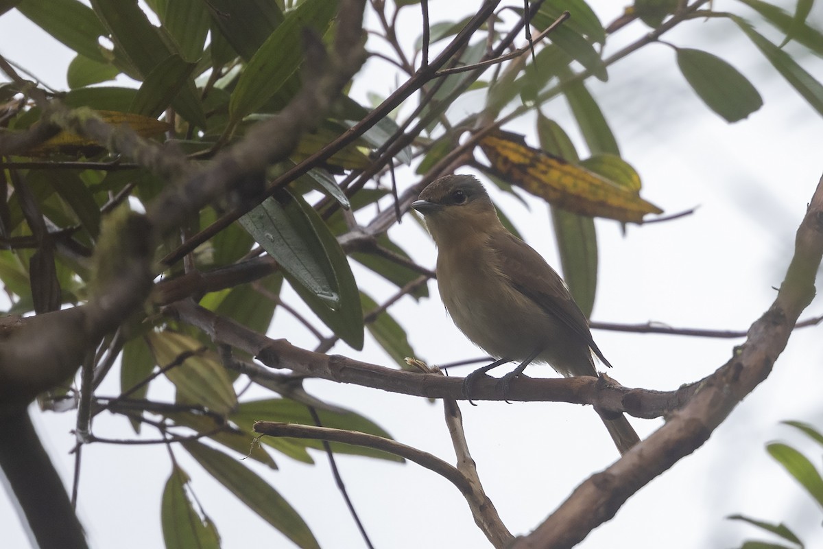 Chestnut-crowned Becard - ML637493092