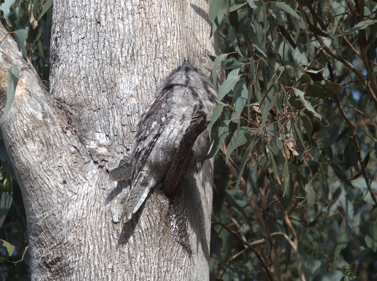 Tawny Frogmouth - ML637493099
