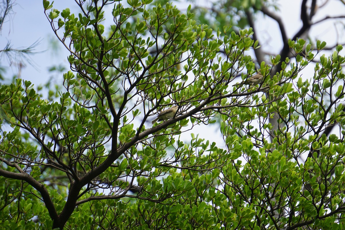 Plain-backed Sparrow - ML637493129