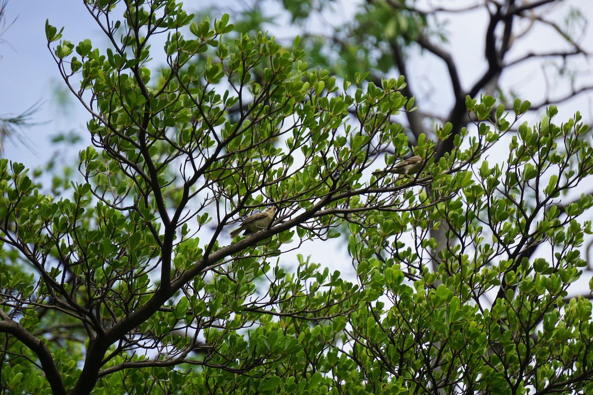 Plain-backed Sparrow - ML637493130