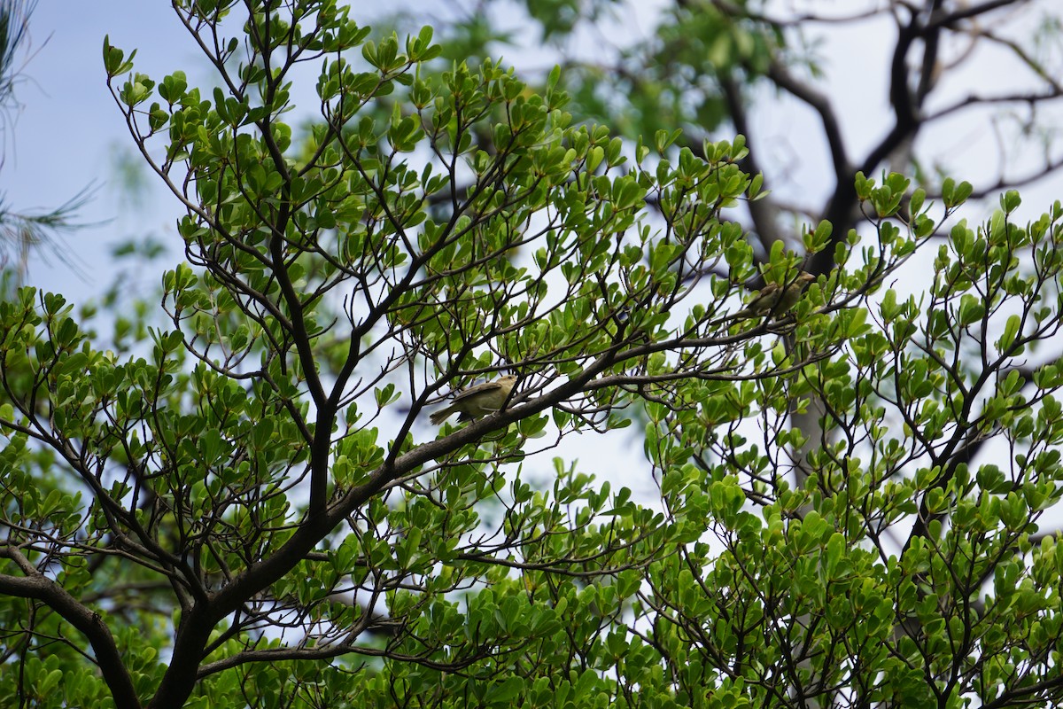 Plain-backed Sparrow - ML637493131