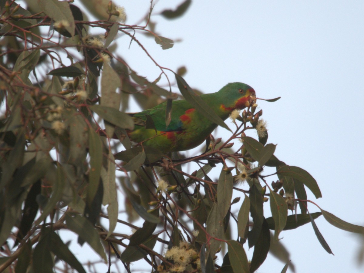 Swift Parrot - ML637493132